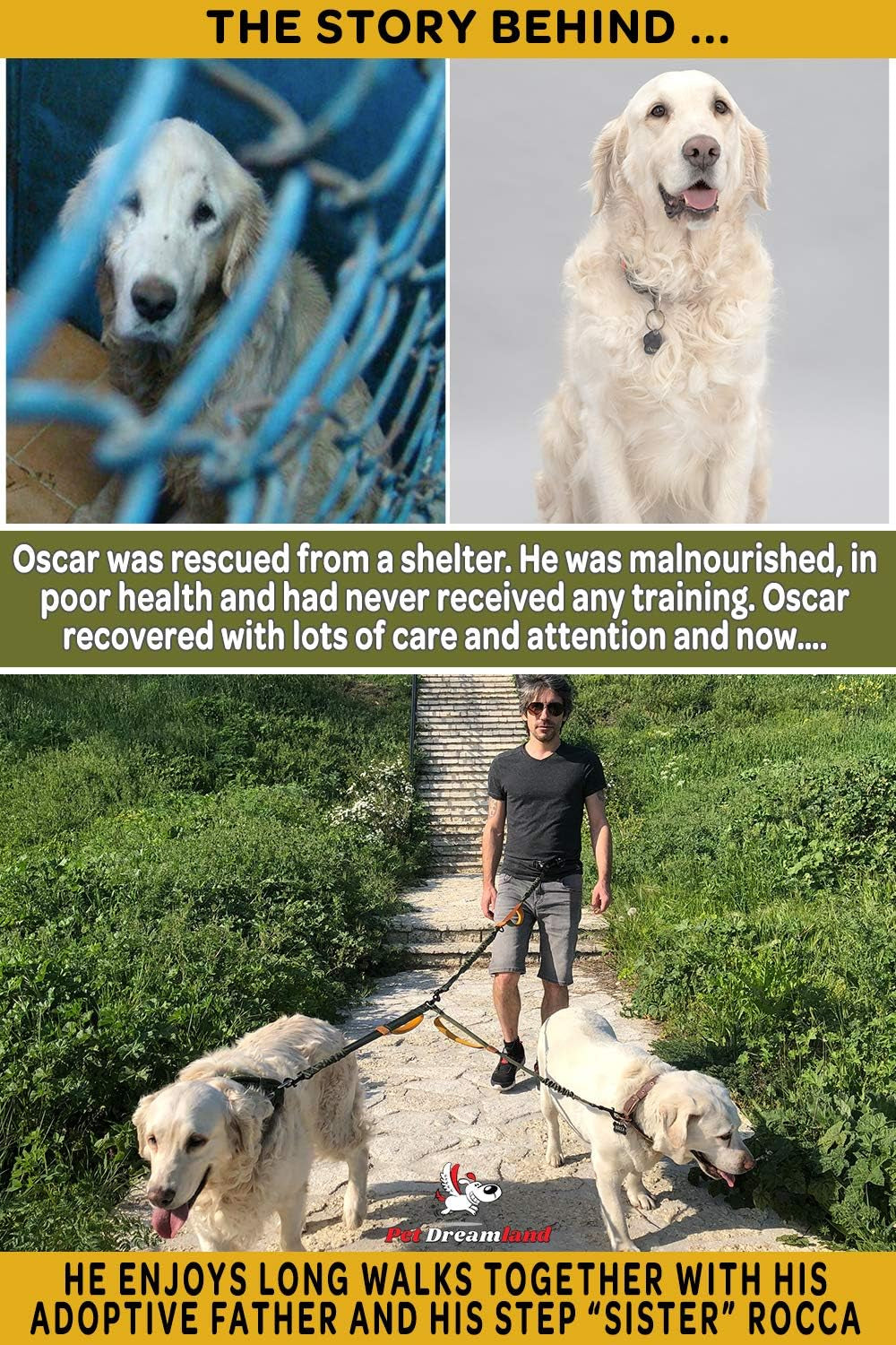 Exquisite Hands Free Dual Dog Leash for Medium Dogs. Trending Waist Leash for Walking 2 Dogs No Tangle. You Will Absolutely Love This Amazing Double Dog Gear (Dark Grey & Pink)