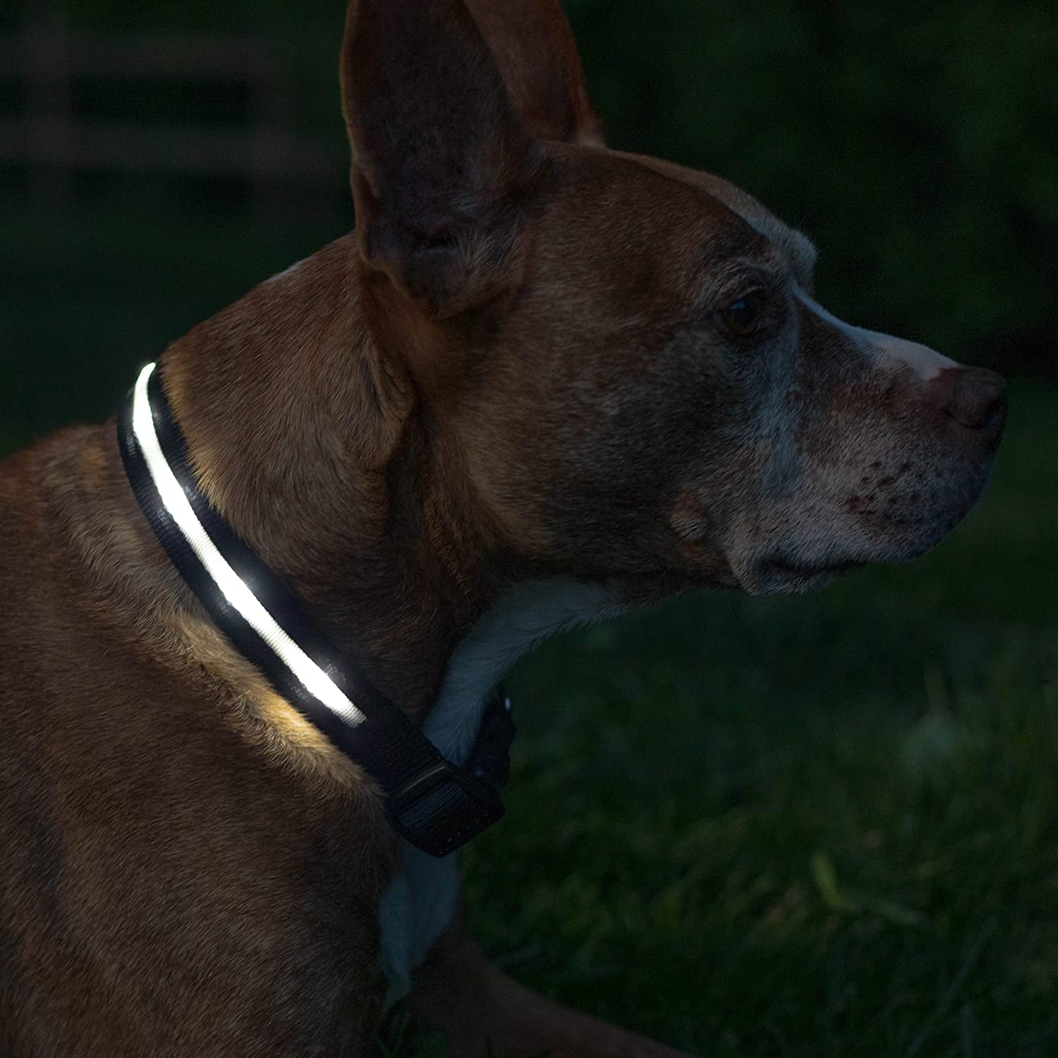 LED Dog Collar - Original USB Rechargeable, Waterproof with 1,000 Feet Visibility - Suitable for Small, Medium, and Large Dogs - US Brand
