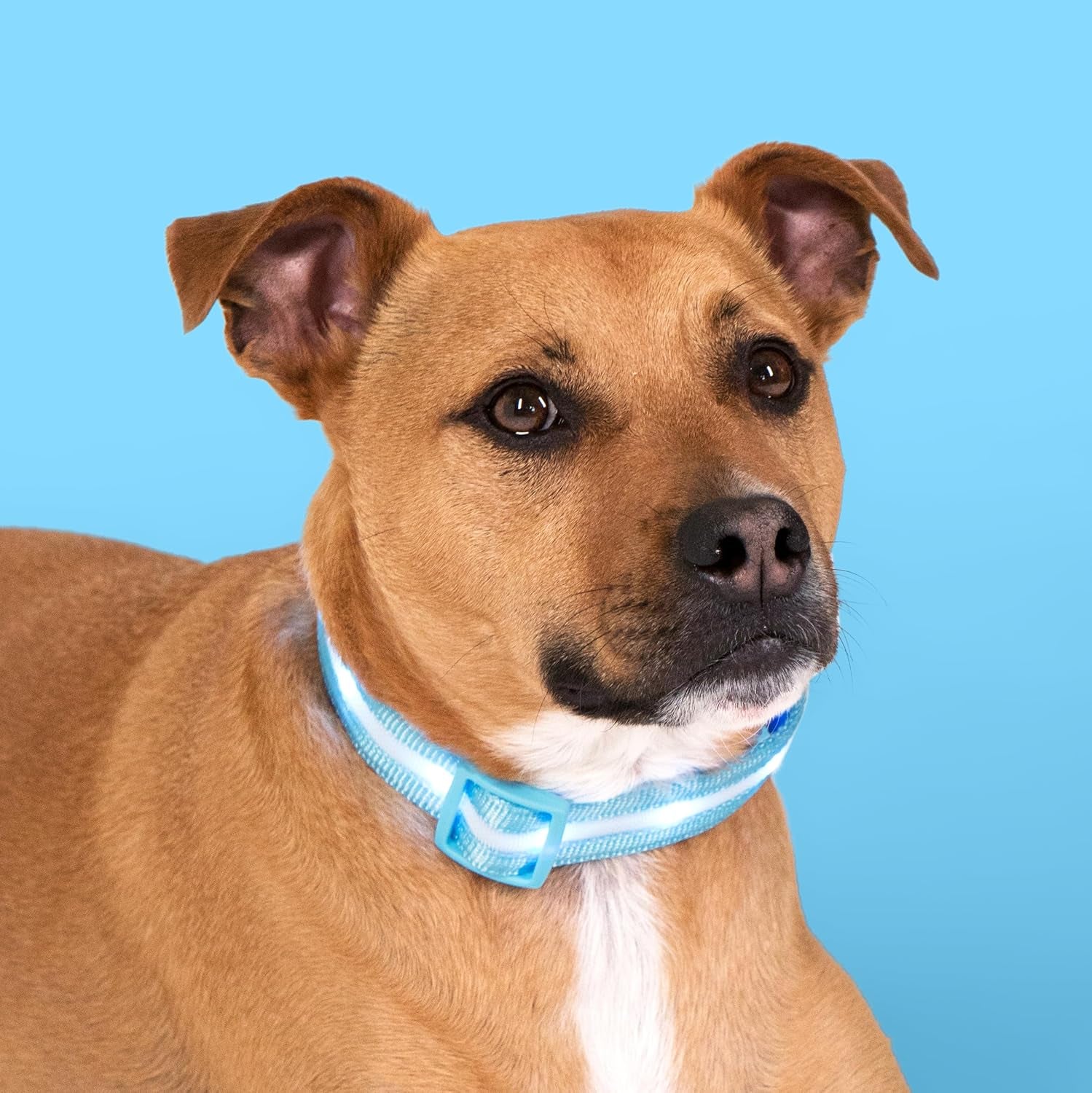 LED Dog Collar - Original USB Rechargeable, Waterproof with 1,000 Feet Visibility - Suitable for Small, Medium, and Large Dogs - US Brand