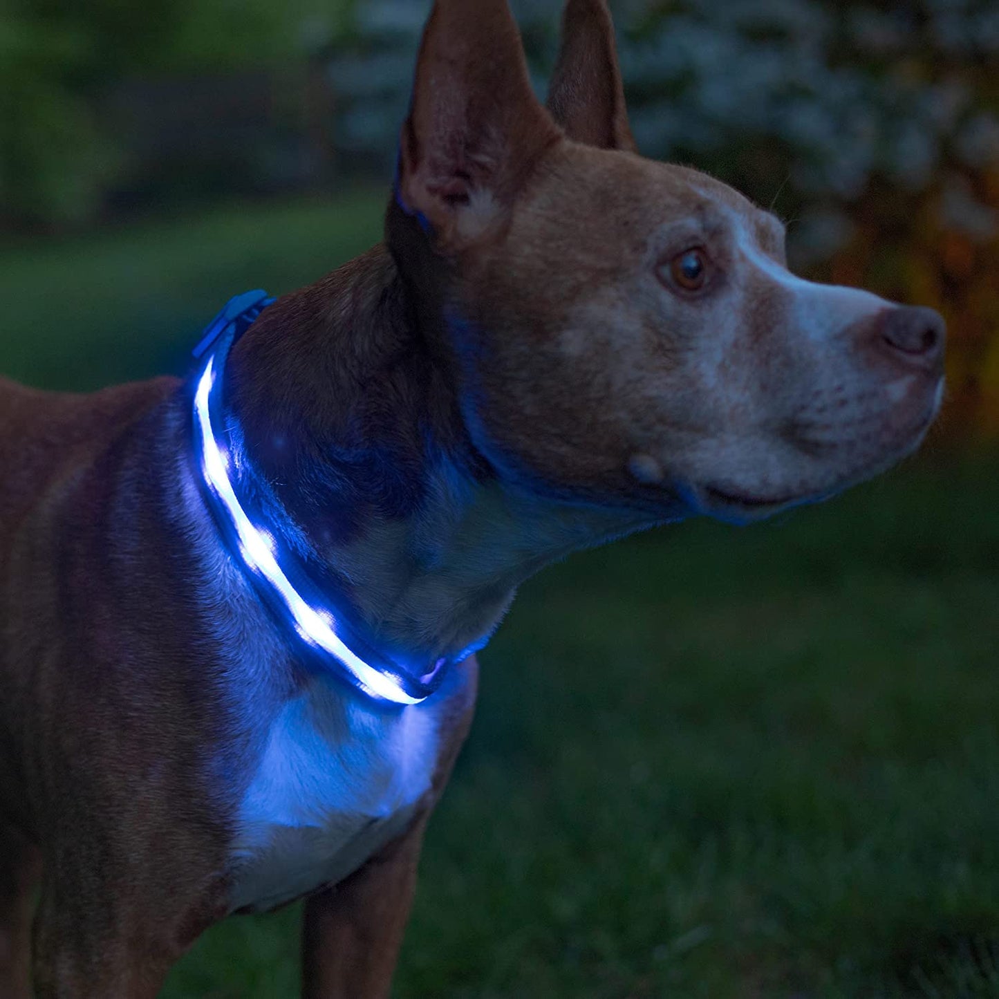 LED Dog Collar - Original USB Rechargeable, Waterproof with 1,000 Feet Visibility - Suitable for Small, Medium, and Large Dogs - US Brand